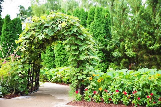 porostlá pergola