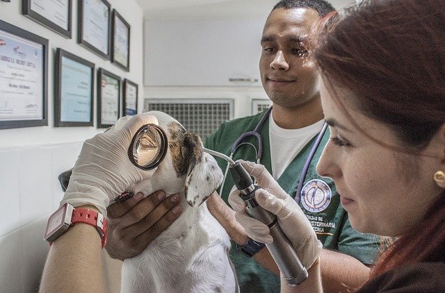 pes u veterináře